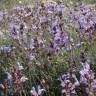 Fotografia 9 da espécie Salvia lavandulifolia subesp. lavandulifolia do Jardim Botânico UTAD