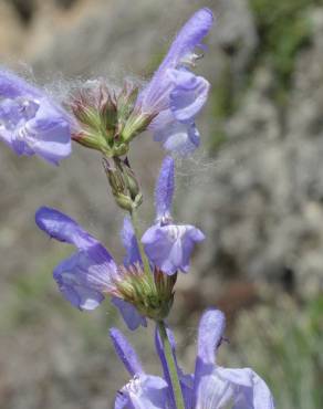 Fotografia 10 da espécie Salvia lavandulifolia subesp. lavandulifolia no Jardim Botânico UTAD