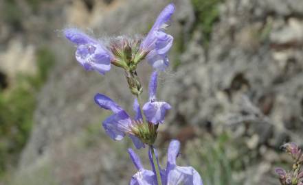 Fotografia da espécie Salvia lavandulifolia subesp. lavandulifolia