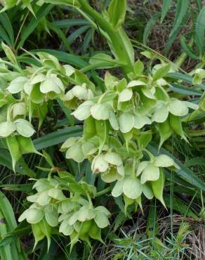 Fotografia 19 da espécie Helleborus foetidus no Jardim Botânico UTAD