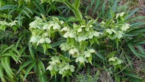 Fotografia da espécie Helleborus foetidus