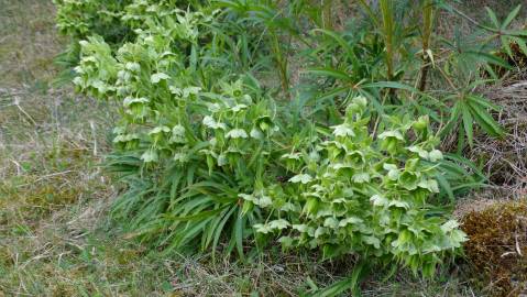 Fotografia da espécie Helleborus foetidus