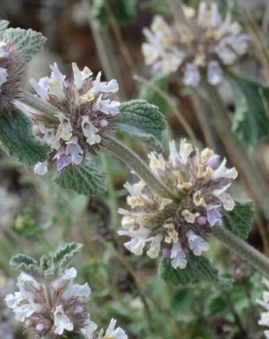 Fotografia de capa Marrubium supinum - do Jardim Botânico