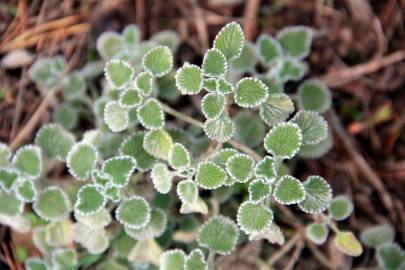 Fotografia da espécie Marrubium supinum