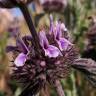 Fotografia 9 da espécie Marrubium supinum do Jardim Botânico UTAD