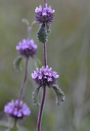 Fotografia da espécie Marrubium supinum