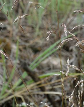 Fotografia 15 da espécie Deschampsia flexuosa no Jardim Botânico UTAD