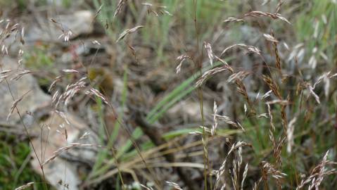 Fotografia da espécie Deschampsia flexuosa