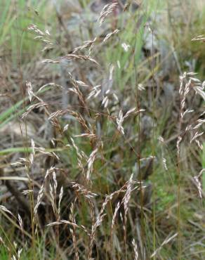 Fotografia 16 da espécie Deschampsia flexuosa no Jardim Botânico UTAD
