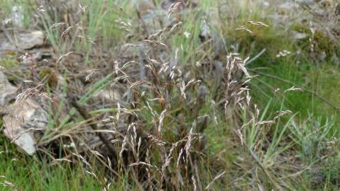 Fotografia da espécie Deschampsia flexuosa