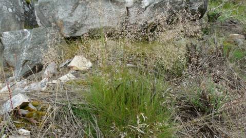 Fotografia da espécie Deschampsia flexuosa