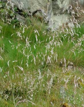 Fotografia 18 da espécie Deschampsia flexuosa no Jardim Botânico UTAD