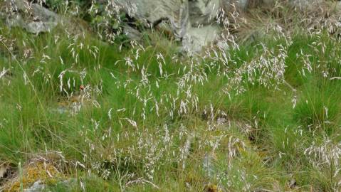 Fotografia da espécie Deschampsia flexuosa