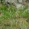 Fotografia 18 da espécie Deschampsia flexuosa do Jardim Botânico UTAD
