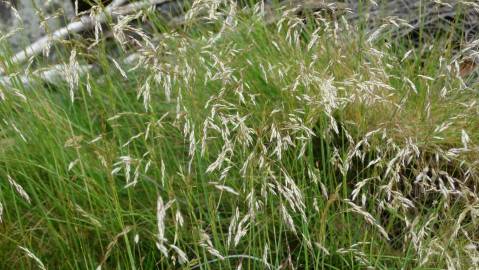 Fotografia da espécie Deschampsia flexuosa