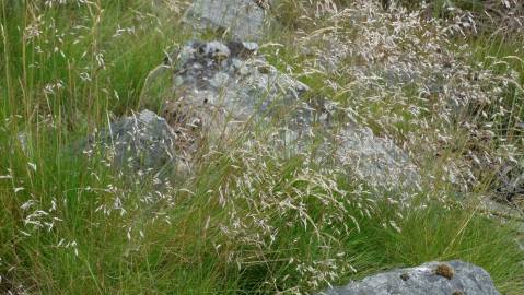 Fotografia da espécie Deschampsia flexuosa