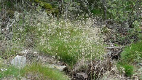 Fotografia da espécie Deschampsia flexuosa