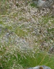 Deschampsia flexuosa