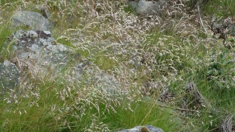 Fotografia da espécie Deschampsia flexuosa