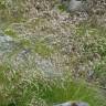 Fotografia 1 da espécie Deschampsia flexuosa do Jardim Botânico UTAD