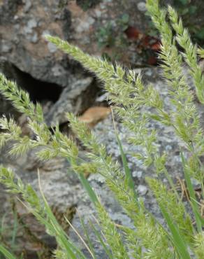 Fotografia 2 da espécie Koeleria hispanica no Jardim Botânico UTAD