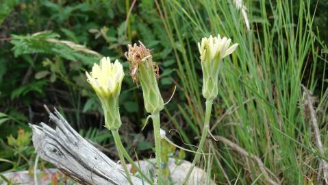 Fotografia da espécie Scorzonera angustifolia var. angustifolia