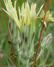 Fotografia da espécie Scorzonera angustifolia