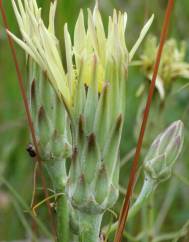 Scorzonera angustifolia var. angustifolia