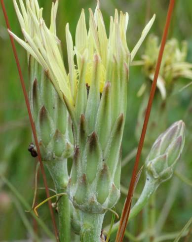 Fotografia de capa Scorzonera angustifolia var. angustifolia - do Jardim Botânico