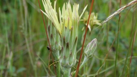 Fotografia da espécie Scorzonera angustifolia var. angustifolia
