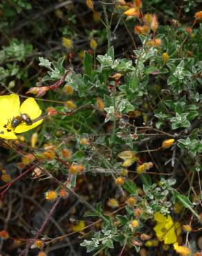 Fotografia 4 da espécie Halimium ocymoides no Jardim Botânico UTAD