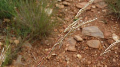 Fotografia da espécie Helictochloa marginata