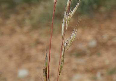 Fotografia da espécie Helictochloa marginata