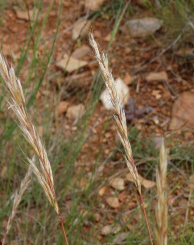 Fotografia de capa Helictochloa marginata - do Jardim Botânico