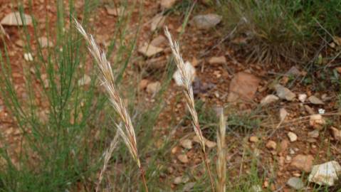 Fotografia da espécie Helictochloa marginata