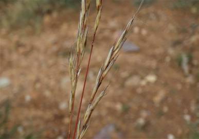 Fotografia da espécie Helictochloa marginata