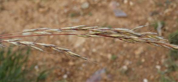 Fotografia da espécie Helictochloa marginata