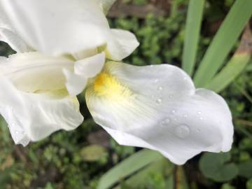 Fotografia da espécie Iris albicans