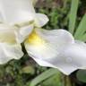 Fotografia 10 da espécie Iris albicans do Jardim Botânico UTAD