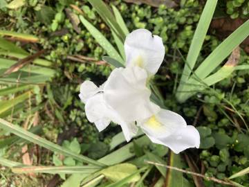 Fotografia da espécie Iris albicans
