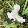 Fotografia 11 da espécie Iris albicans do Jardim Botânico UTAD
