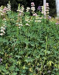 Lupinus mutabilis