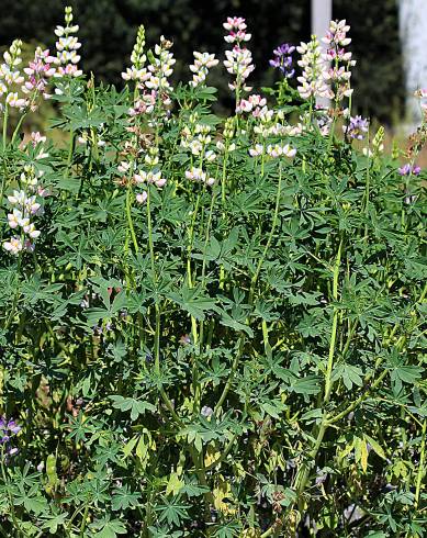 Fotografia de capa Lupinus mutabilis - do Jardim Botânico