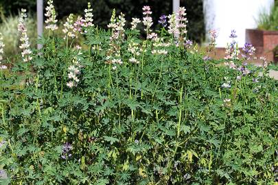 Fotografia da espécie Lupinus mutabilis