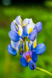 Fotografia da espécie Lupinus mutabilis