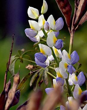 Fotografia 3 da espécie Lupinus mutabilis no Jardim Botânico UTAD