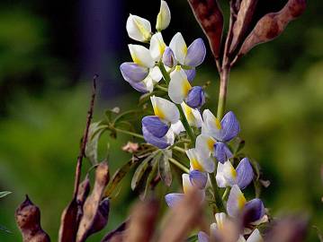 Fotografia da espécie Lupinus mutabilis