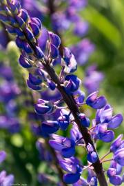 Fotografia da espécie Lupinus mutabilis