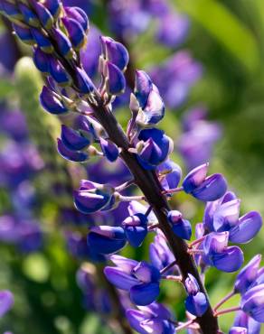 Fotografia 4 da espécie Lupinus mutabilis no Jardim Botânico UTAD