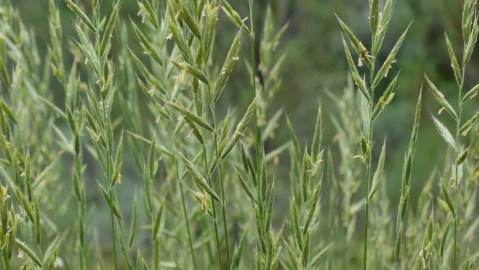 Fotografia da espécie Brachypodium sylvaticum